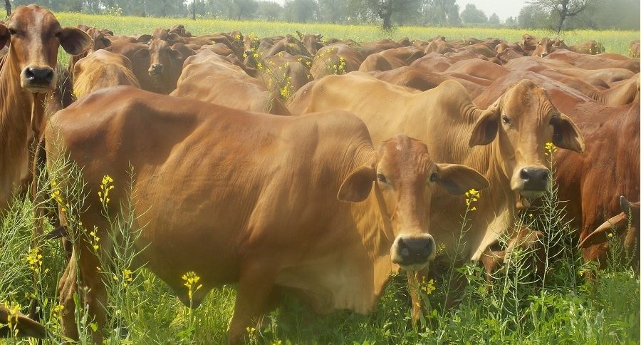 Managerial Experience via Managing Experience Ajay Pandey Cattle Management